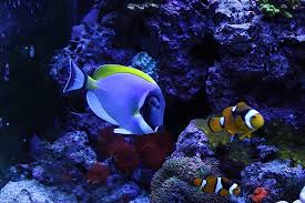 Acuario Azul - imagen 1