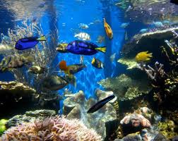 Tropical Valencia - imagen 2