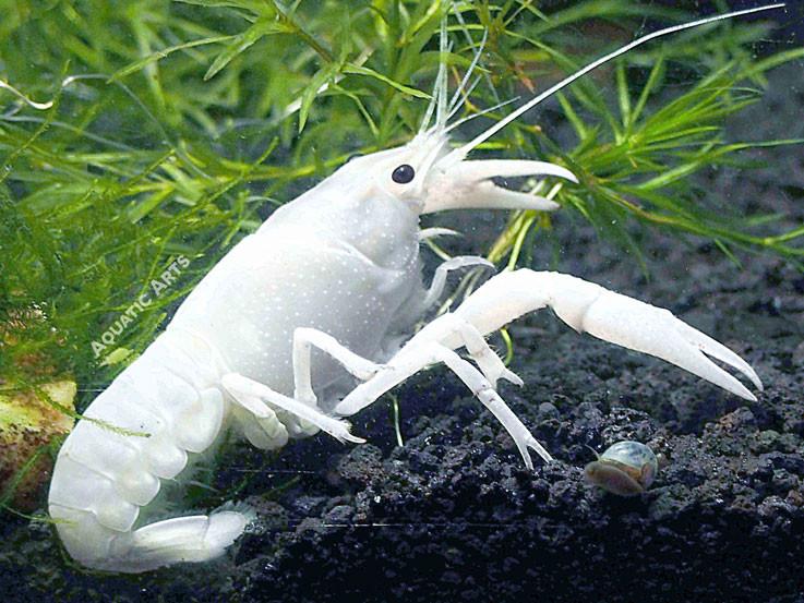 Acuario ARYA - imagen 4