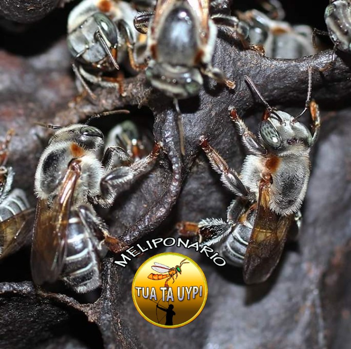 Meliponicultura - imagen 2