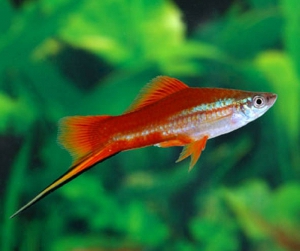 Acuario ARYA - imagen 3