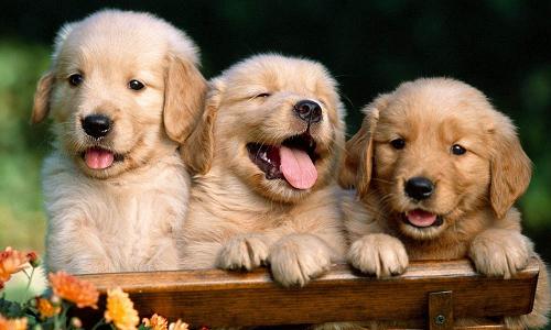 Venta de Animales